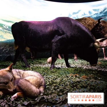 Exposition Néanderthal au Musée de l'Homme