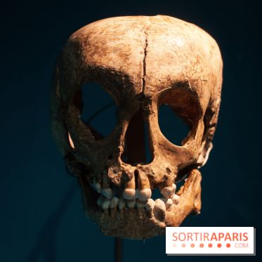 Exposition Néanderthal au Musée de l'Homme