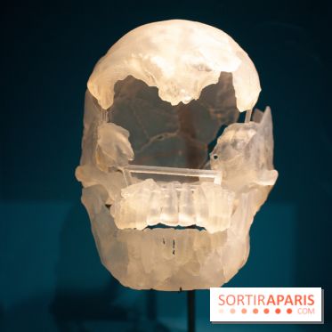 Exposition Néanderthal au Musée de l'Homme