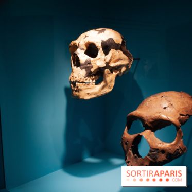 Exposition Néanderthal au Musée de l'Homme
