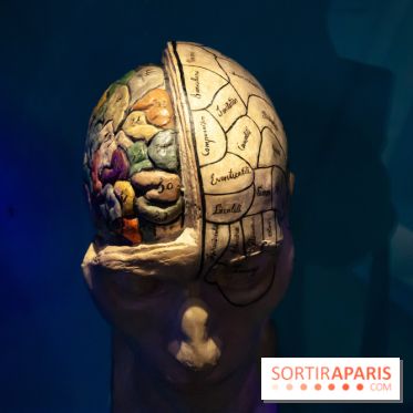 Exposition Néanderthal au Musée de l'Homme