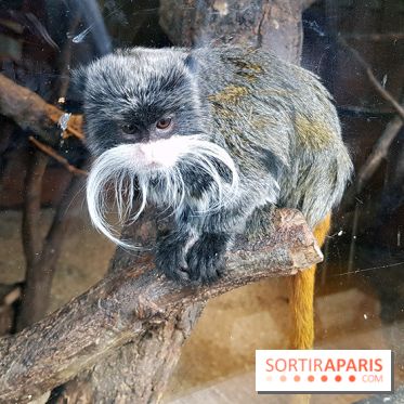 Zoo de Thoiry 2018 : les photos