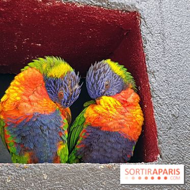 Zoo de Thoiry 2018 : les photos