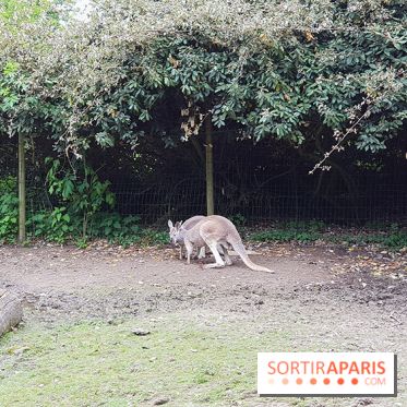 Zoo de Thoiry 2018 : les photos