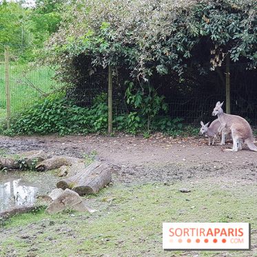 Zoo de Thoiry 2018 : les photos