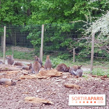 Zoo de Thoiry 2018 : les photos