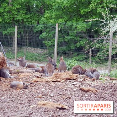 Zoo de Thoiry 2018 : les photos