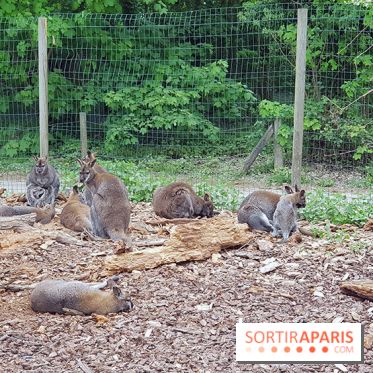Zoo de Thoiry 2018 : les photos