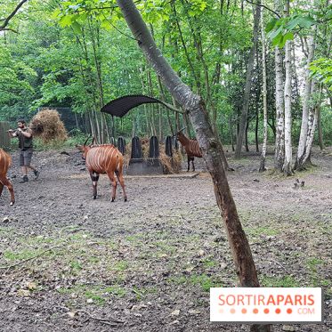 Zoo de Thoiry 2018 : les photos