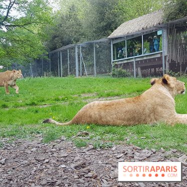 Zoo de Thoiry 2018 : les photos