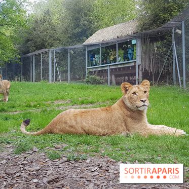 Zoo de Thoiry 2018 : les photos