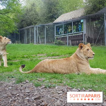 Zoo de Thoiry 2018 : les photos