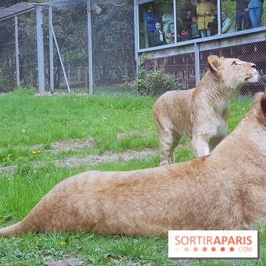 Zoo de Thoiry 2018 : les photos