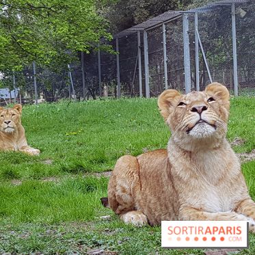 Zoo de Thoiry 2018 : les photos