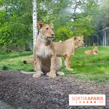 Zoo de Thoiry 2018 : les photos