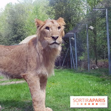 Zoo de Thoiry 2018 : les photos