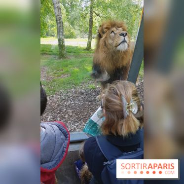 Zoo de Thoiry 2018 : les photos