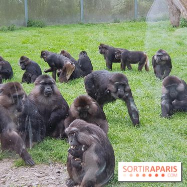 Zoo de Thoiry 2018 : les photos