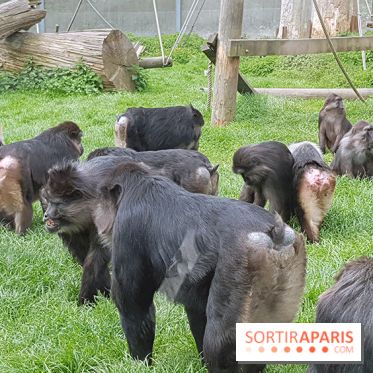 Zoo de Thoiry 2018 : les photos