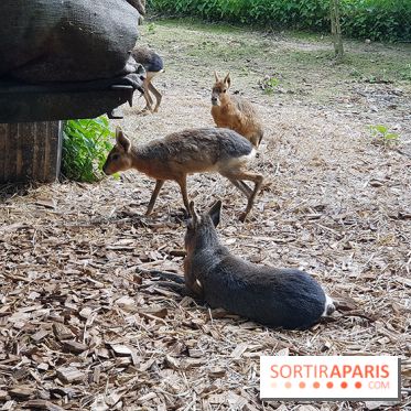 Zoo de Thoiry 2018 : les photos