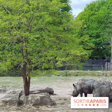 Thoiry 2018 - Safari