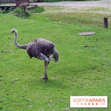 Thoiry 2018 - Safari