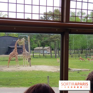 Thoiry 2018 - Safari