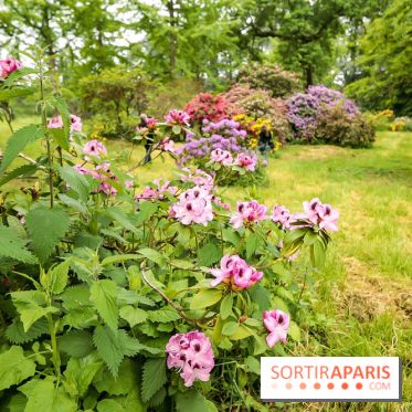 L'Arboretum de Versailles - Chevreloup