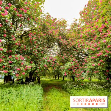 L'Arboretum de Versailles - Chevreloup