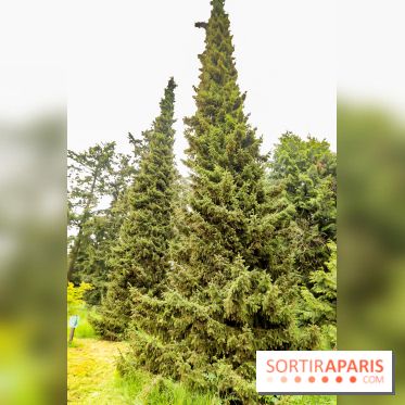 L'Arboretum de Versailles - Chevreloup