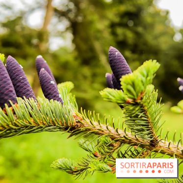 L'Arboretum de Versailles - Chevreloup