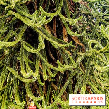 L'Arboretum de Versailles - Chevreloup