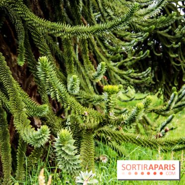 L'Arboretum de Versailles - Chevreloup