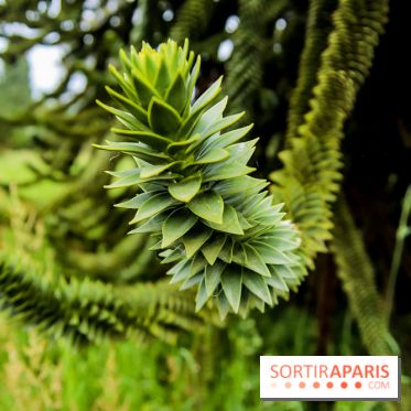 L'Arboretum de Versailles - Chevreloup
