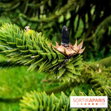 L'Arboretum de Versailles - Chevreloup