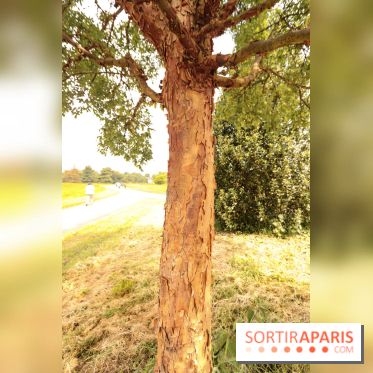 L'Arboretum de Versailles - Chevreloup