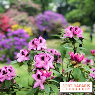 L'Arboretum de Versailles - Chevreloup