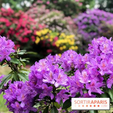 L'Arboretum de Versailles - Chevreloup