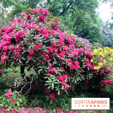 L'Arboretum de Versailles - Chevreloup
