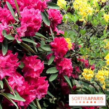 L'Arboretum de Versailles - Chevreloup