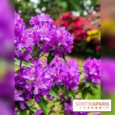 L'Arboretum de Versailles - Chevreloup