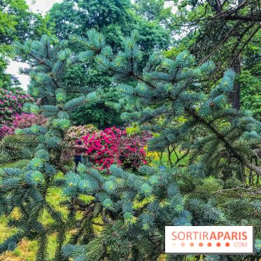 L'Arboretum de Versailles - Chevreloup