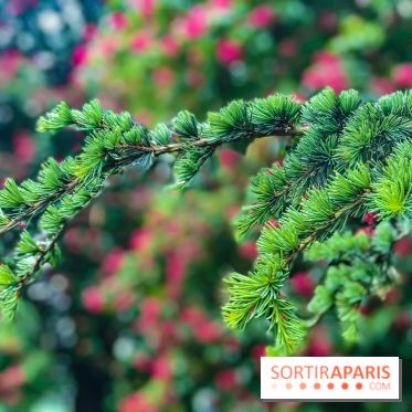 L'Arboretum de Versailles - Chevreloup