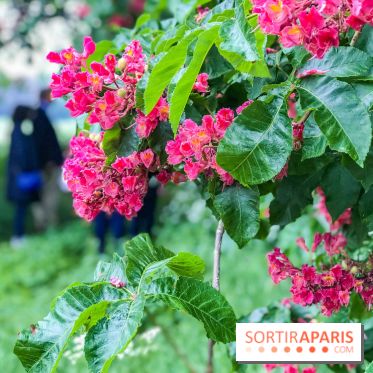 L'Arboretum de Versailles - Chevreloup