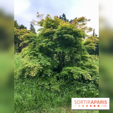 L'Arboretum de Versailles - Chevreloup