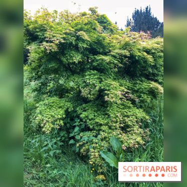 L'Arboretum de Versailles - Chevreloup