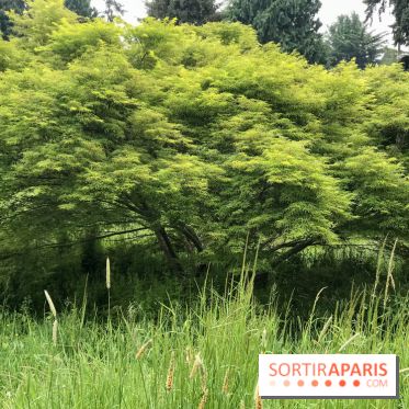 L'Arboretum de Versailles - Chevreloup