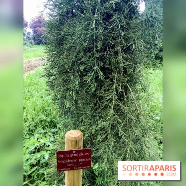 L'Arboretum de Versailles - Chevreloup