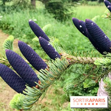 L'Arboretum de Versailles - Chevreloup