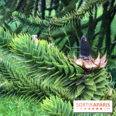 L'Arboretum de Versailles - Chevreloup